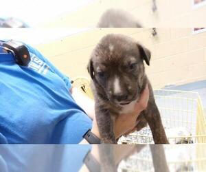Labrador Retriever-Unknown Mix Dogs for adoption in Tulsa, OK, USA