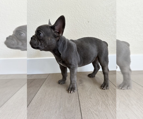 Medium Photo #3 French Bulldog Puppy For Sale in BAKERSFIELD, CA, USA
