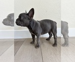Small #2 French Bulldog