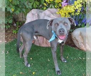 American Pit Bull Terrier Dogs for adoption in Oklahoma City, OK, USA