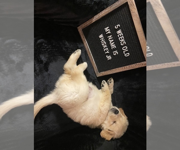 Medium Photo #4 Golden Retriever Puppy For Sale in WINTER PARK, FL, USA
