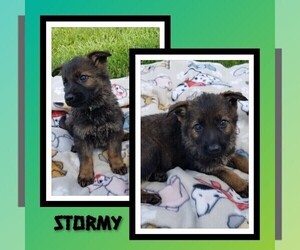 Medium German Shepherd Dog