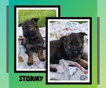 Puppy 5 German Shepherd Dog