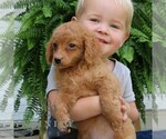 Small #2 Cavapoo