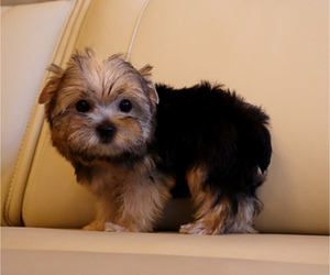 Yorkshire Terrier Puppy for sale in LOS ANGELES, CA, USA