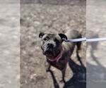 Small American Pit Bull Terrier