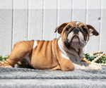 Small #6 English Bulldog