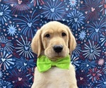 Small Photo #9 Labrador Retriever Puppy For Sale in ALAFAYA, FL, USA