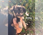 Small Poodle (Miniature) Mix