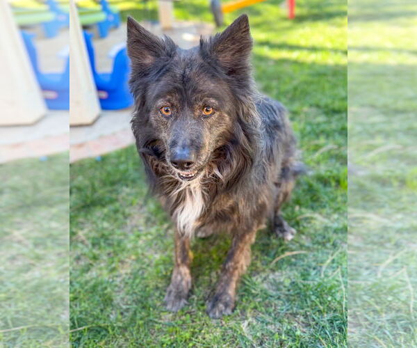 Medium Photo #6 Siberian Husky-Unknown Mix Puppy For Sale in Corona, CA, USA