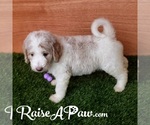 Small Photo #2 Goldendoodle-Poodle (Standard) Mix Puppy For Sale in OVERGAARD, AZ, USA