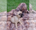 Small Photo #3 French Bulldog Puppy For Sale in MARYVILLE, TN, USA