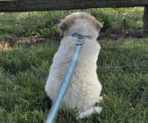 Medium Photo #2 Great Pyrenees Puppy For Sale in CANOGA, NY, USA