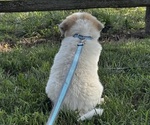 Small #1 Great Pyrenees