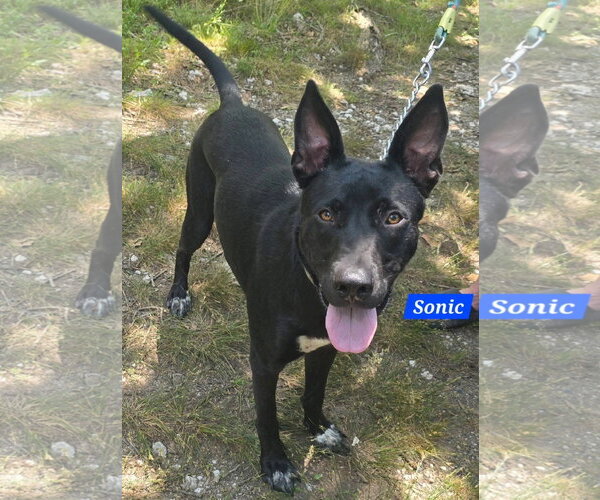 Medium Photo #4 German Shepherd Dog-Unknown Mix Puppy For Sale in Alexander, AR, USA