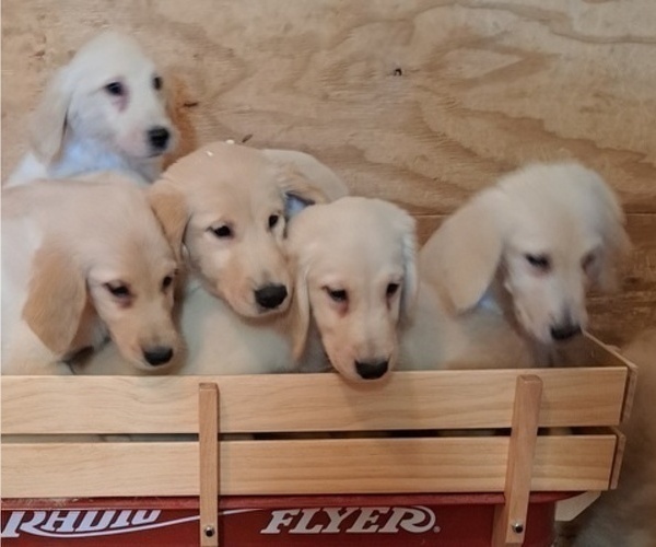 Medium Photo #4 Golden Retriever Puppy For Sale in CITRUS HEIGHTS, CA, USA
