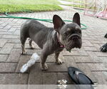 Small #1 French Bulldog