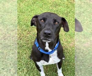 ROB - Male Mutt Dog for Adoption - Photo #3