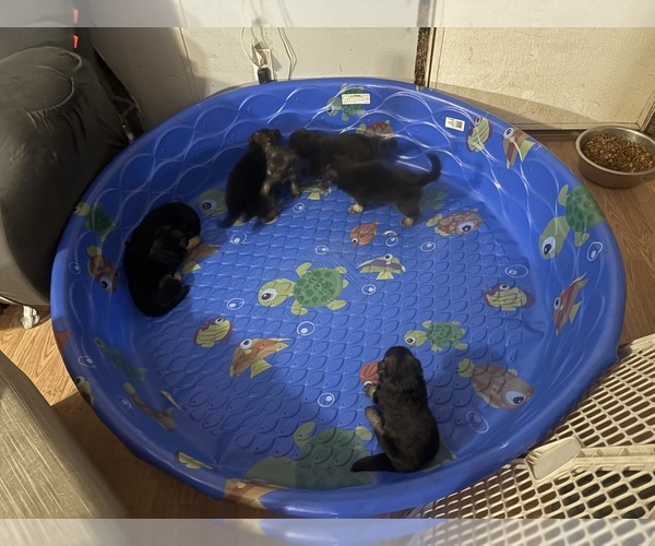 Medium Photo #1 German Shepherd Dog Puppy For Sale in RUSTBURG, VA, USA