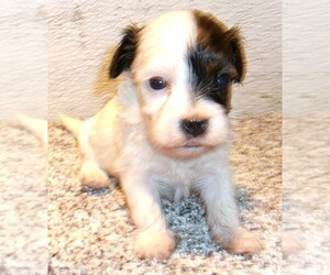 Havanese Puppy for sale in WEST CONCORD, MN, USA