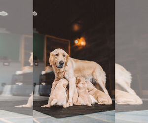 Mother of the Golden Retriever puppies born on 05/13/2025
