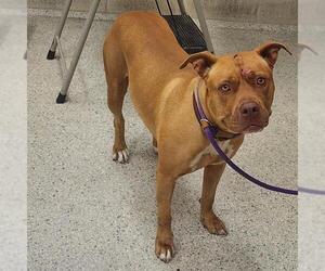 American Staffordshire Terrier-Unknown Mix Dogs for adoption in Conroe, TX, USA