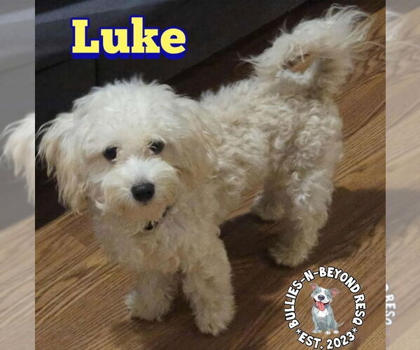 Medium Photo #1 Maltese-Unknown Mix Puppy For Sale in Omaha, NE, USA