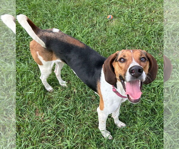 Medium Photo #4 Treeing Walker Coonhound-Unknown Mix Puppy For Sale in Brooklyn Center, MN, USA