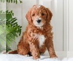 Small #2 Goldendoodle (Miniature)