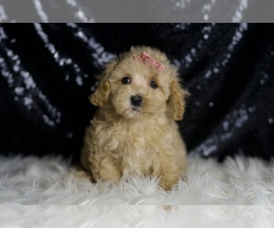 Medium Maltipoo (Miniature)