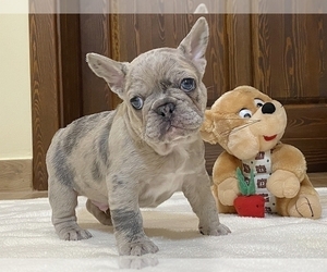 French Bulldog Puppy for sale in NEW YORK, NY, USA