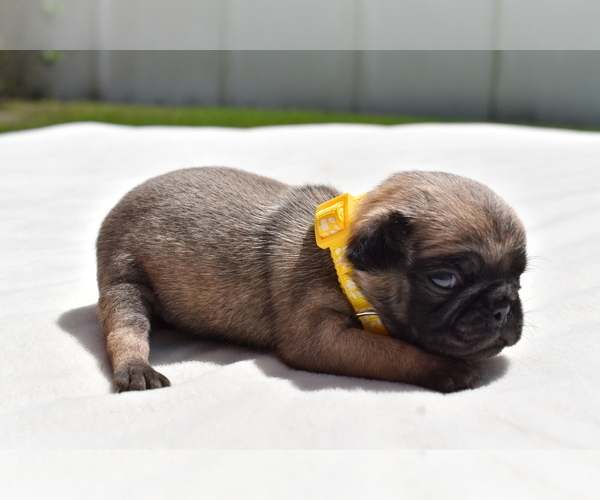 Medium Photo #2 Pug Puppy For Sale in PALM COAST, FL, USA