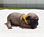 Small #1 Pug