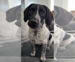 Small Photo #4 Bluetick Coonhound-Unknown Mix Puppy For Sale in pomfret, CT, USA