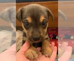 Small #9 Labrador Retriever Mix