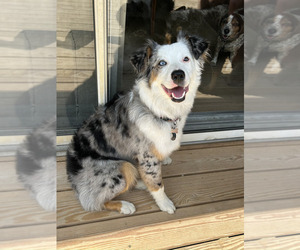 Mother of the Miniature Australian Shepherd puppies born on 08/15/2025