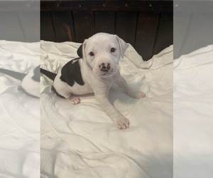American Staffordshire Terrier-Unknown Mix Puppy for sale in MESQUITE, TX, USA