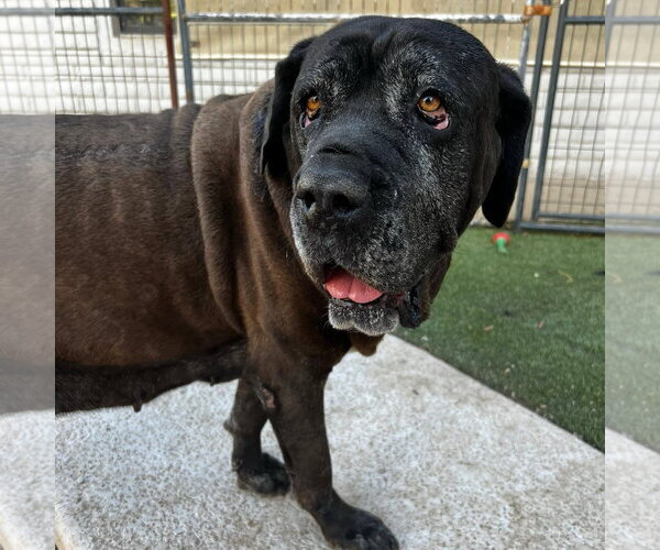 Medium Photo #5 Mastiff Puppy For Sale in Goodyear, AZ, USA