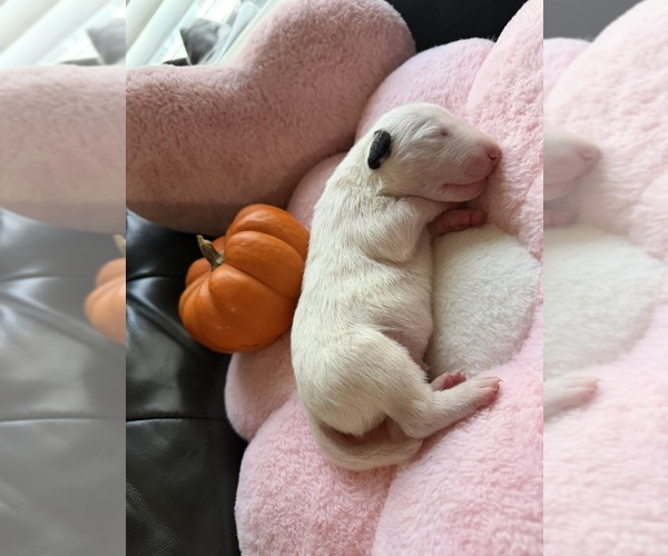 Medium Photo #2 Bull Terrier Puppy For Sale in WAYLAND, MI, USA