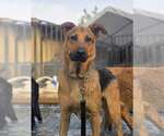 Small #2 German Shepherd Dog Mix