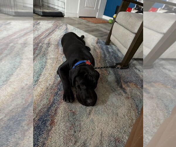 Medium Photo #6 Labrador Retriever-Unknown Mix Puppy For Sale in Lake Forest, CA, USA