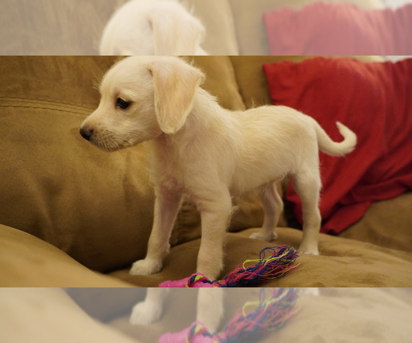 Medium Photo #1 Schnoodle (Miniature) Puppy For Sale in IRVINE, CA, USA