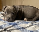 Puppy 2 American Bully