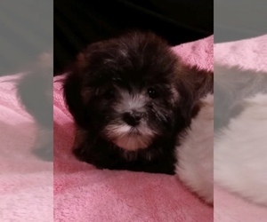 Havanese Puppy for sale in LIVONIA, MI, USA