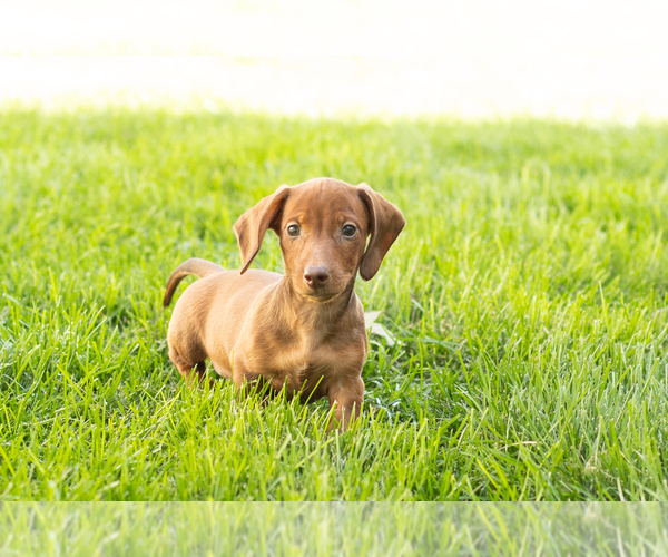 Medium Photo #8 Dachshund Puppy For Sale in MILLERSBURG, IN, USA
