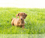 Small #7 Dachshund