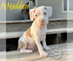 Small #4 Staffordshire Bull Terrier Mix