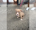 Small #1 American Bully