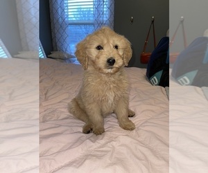Goldendoodle Puppy for sale in KANSAS CITY, MO, USA