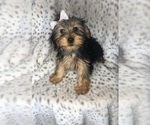 Small Photo #2 Yorkshire Terrier Puppy For Sale in INDIANAPOLIS, IN, USA